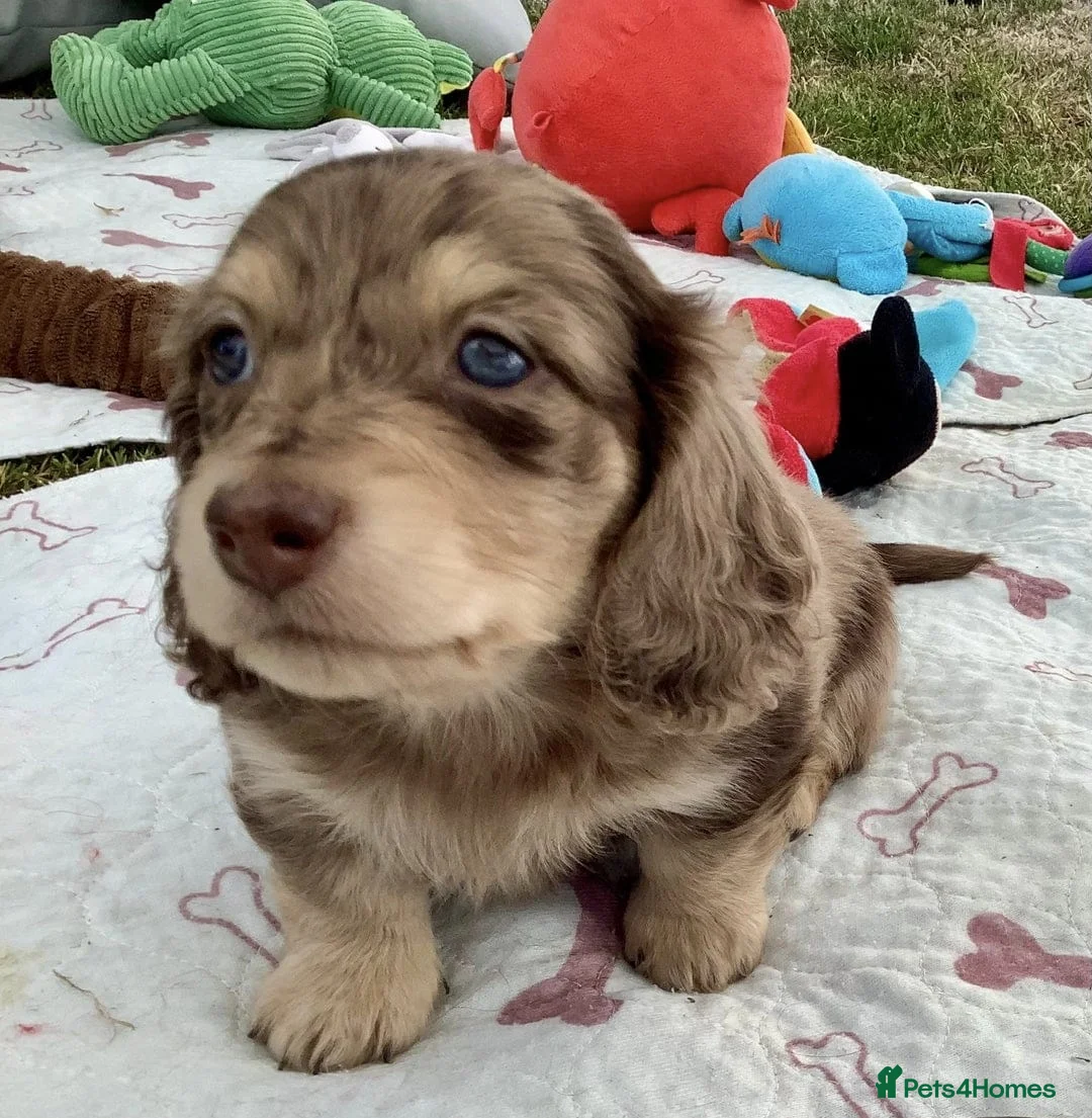Miniature Dachshund dogs for sale: Long Haired Miniature Dachshund Puppies for Sale in Salford - Advert 1