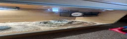 Snake reptiles for sale: 1 Female Albino Western Hognose - Advert 3