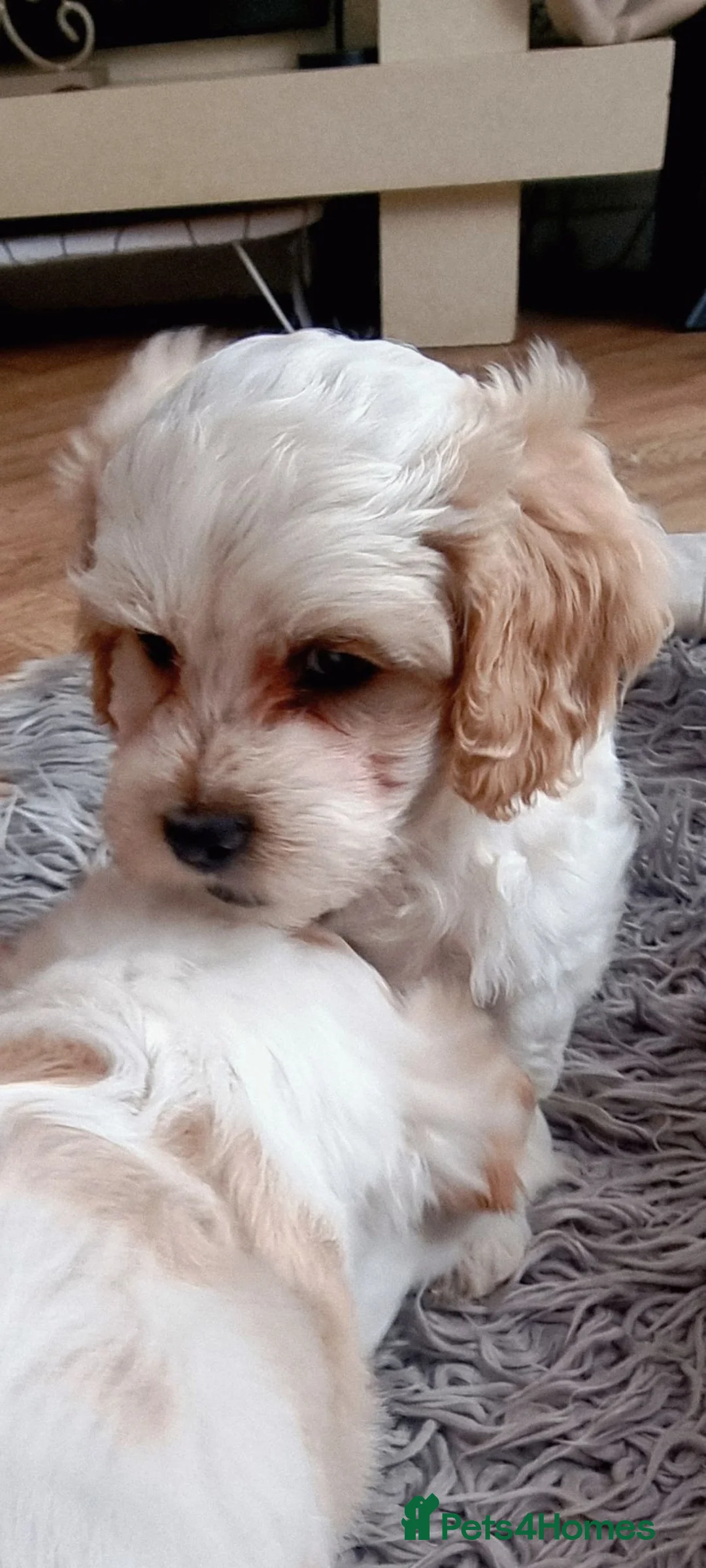 Mixed Breed dogs for sale: Yvonne Wells - Advert 2