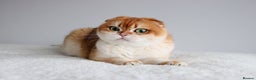 Scottish Fold cats for sale: Beautiful Golden Chinchilla Girl  - Advert 2
