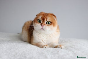 Scottish Fold cats Beautiful Golden Chinchilla Girl - Advert 2