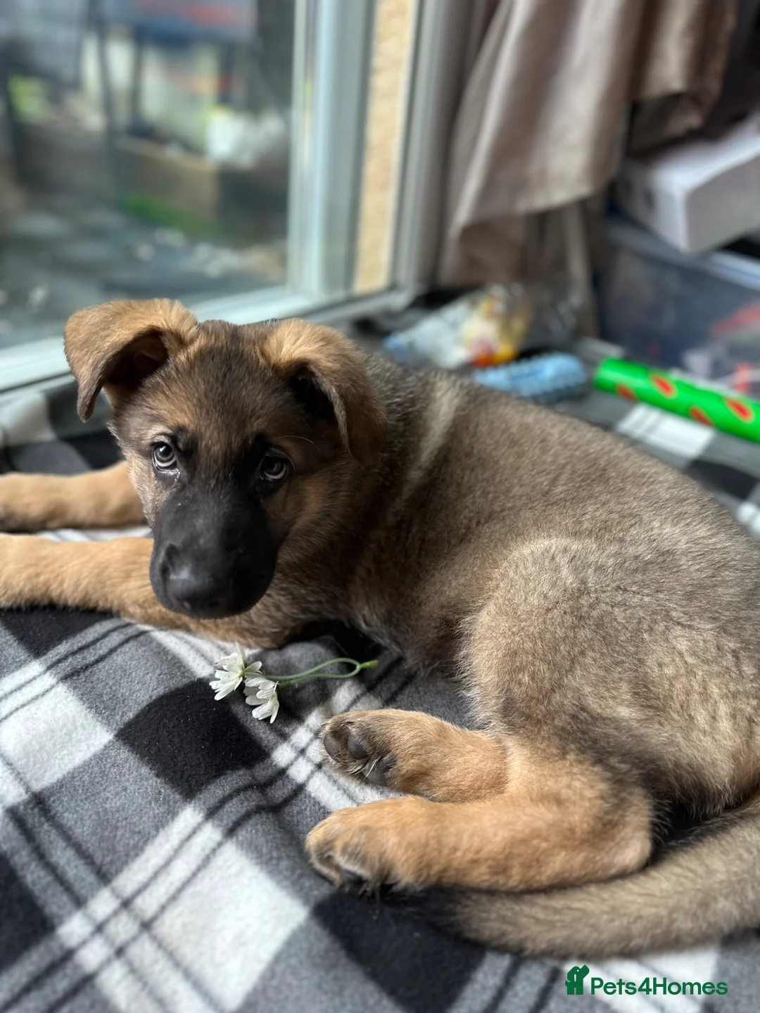 German Shepherd dogs for sale: FOREVER LOVING HOME NEEDED FOR BEAR (2yr old GSD) - Advert 14