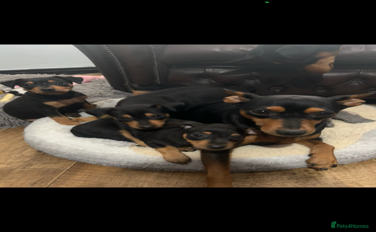 Miniature Pinscher dogs - Advert 1