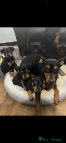 Miniature Pinscher dogs - Advert 1