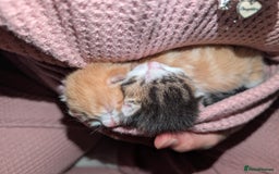 British Shorthair cats for sale: Two ginger boys please read description  - Image 6