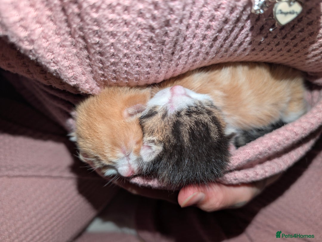 British Shorthair cats for sale: Two ginger boys please read description  - Image 6