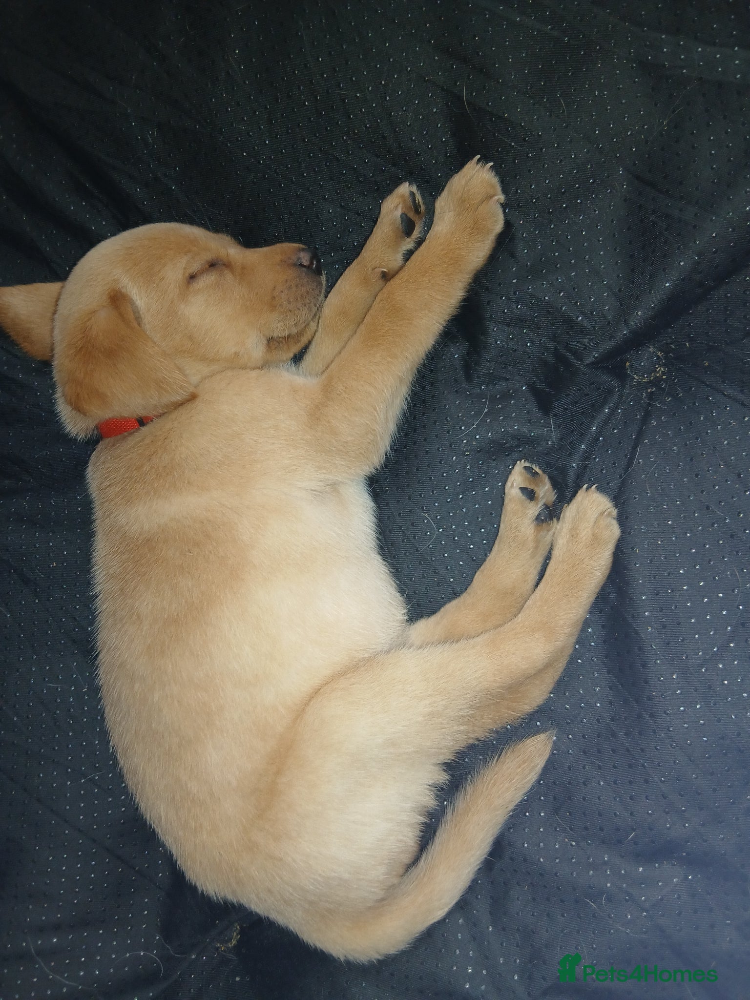 Labrador Retriever dogs *LAST 1 *Top Quality Labrador Pup - Advert 2