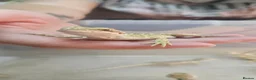 Bearded Dragon reptiles for sale: Baby bearded dragons citrus cross - Advert 2