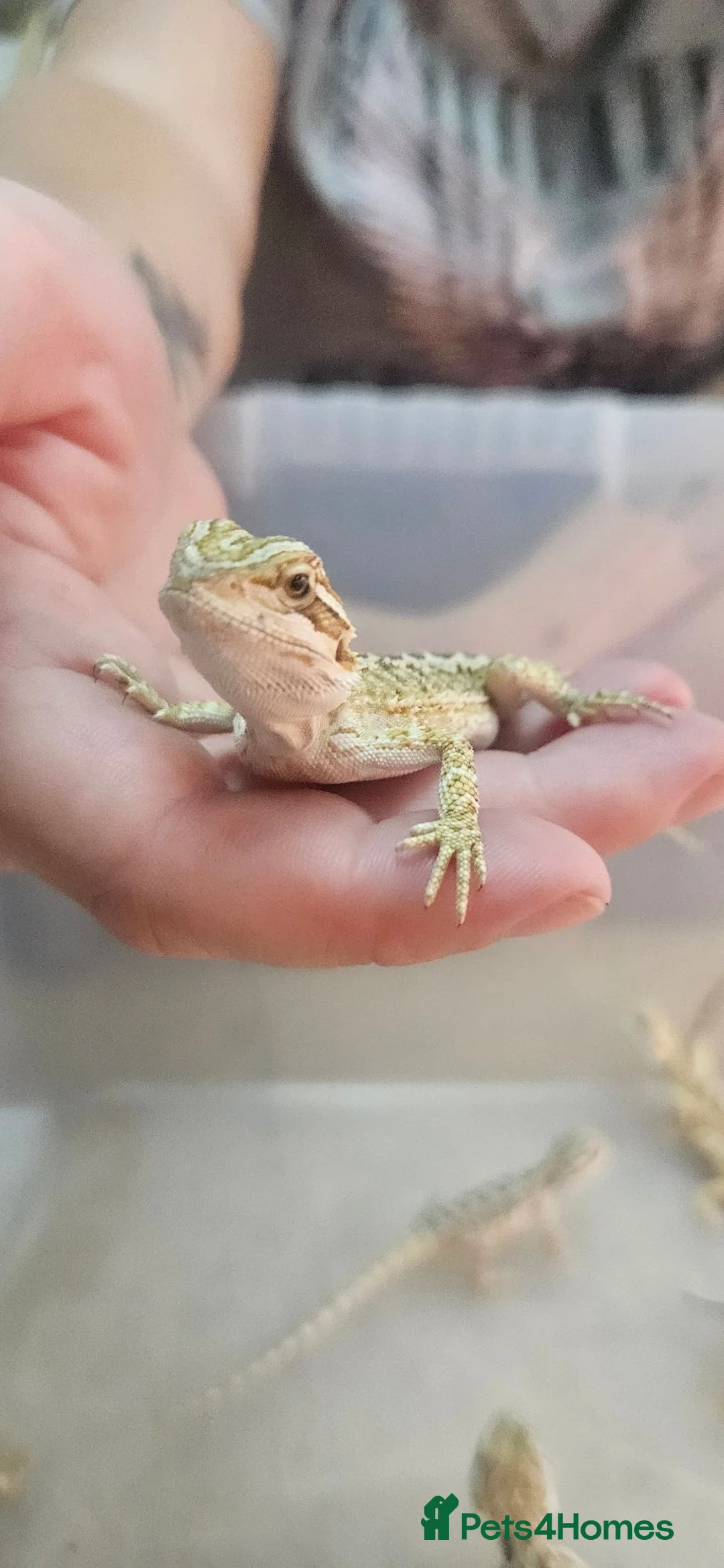 Bearded Dragon reptiles for sale: Baby bearded dragons citrus cross - Advert 2