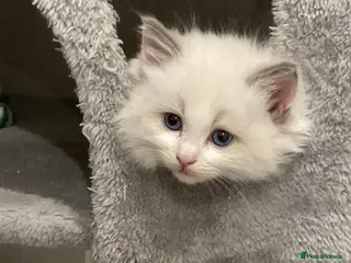 Ragdoll cats Extravagant Goregous Ragdoll Kittens - Advert 1