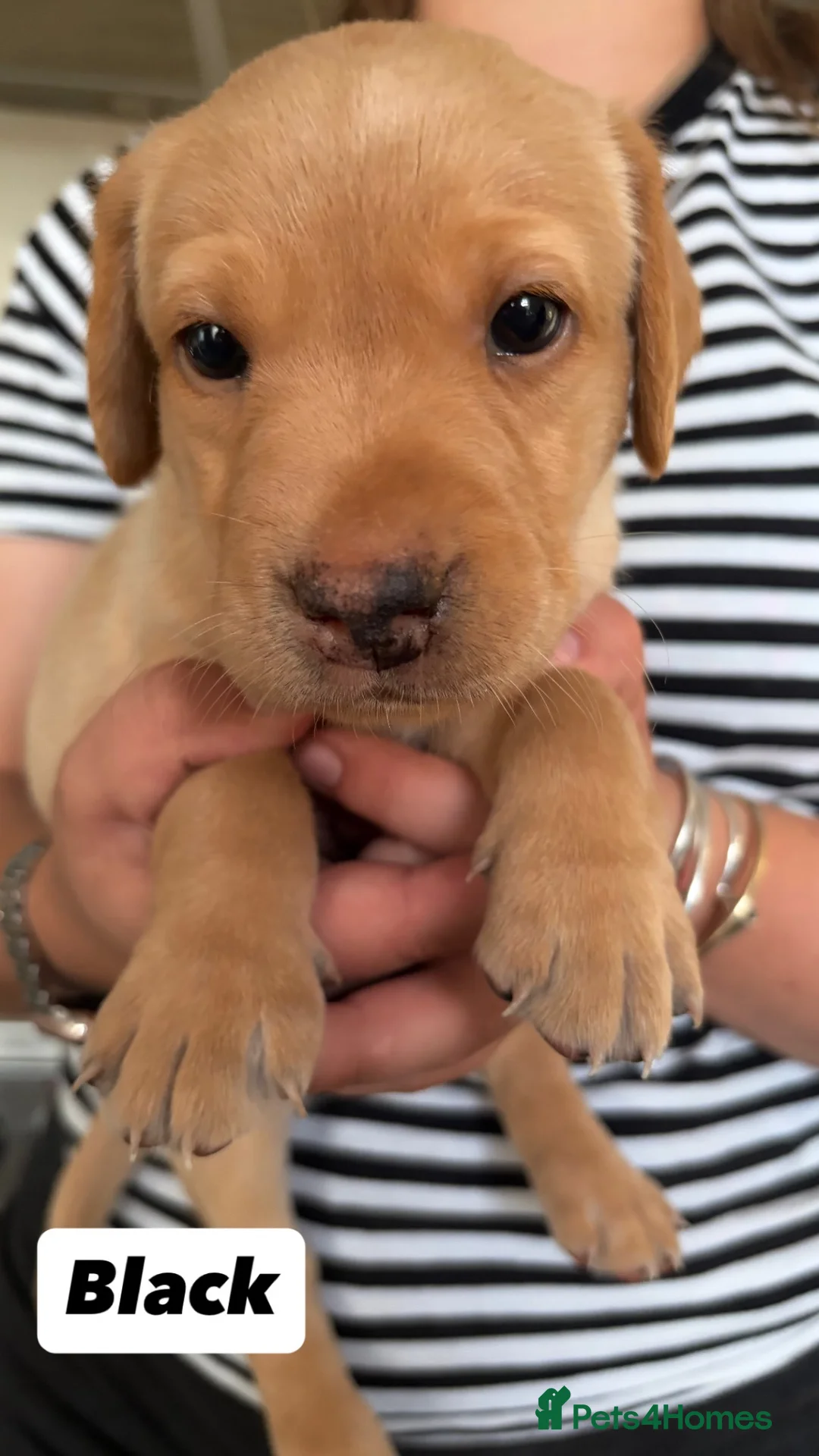 Labrador Retriever dogs for sale: KC Labrador Puppies (7 boys available) - Advert 1