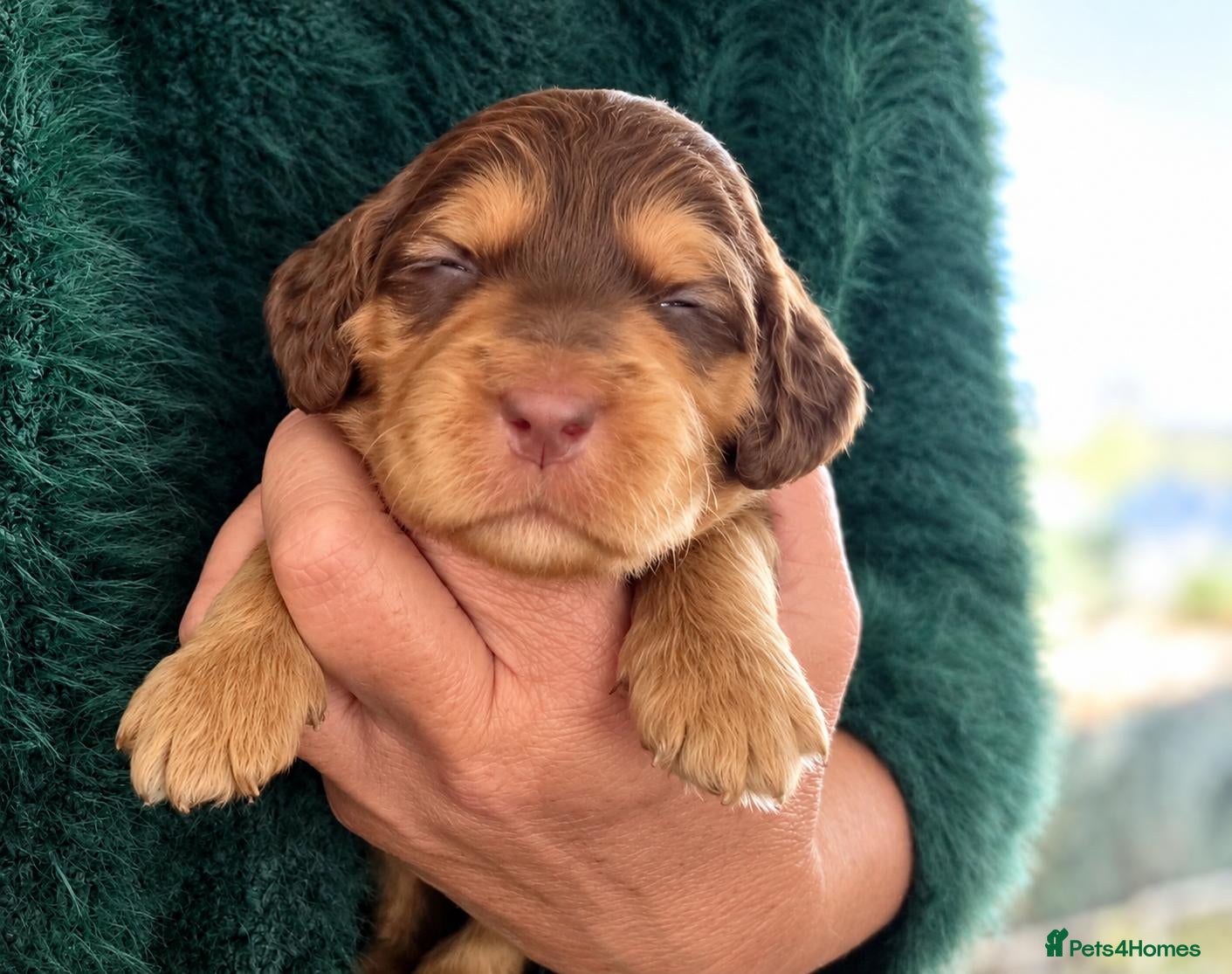 Cockapoo dogs for sale: Beautiful F1 Cockapoo Puppies  - Advert 12