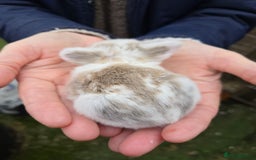Mini Lop rabbits for sale: Stunning mini lop babies ready to secure  - Image 7