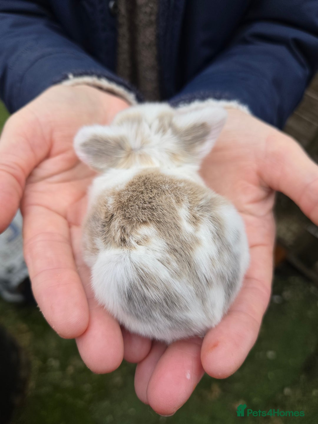 Mini Lop rabbits for sale: Stunning mini lop babies ready to secure  - Image 7