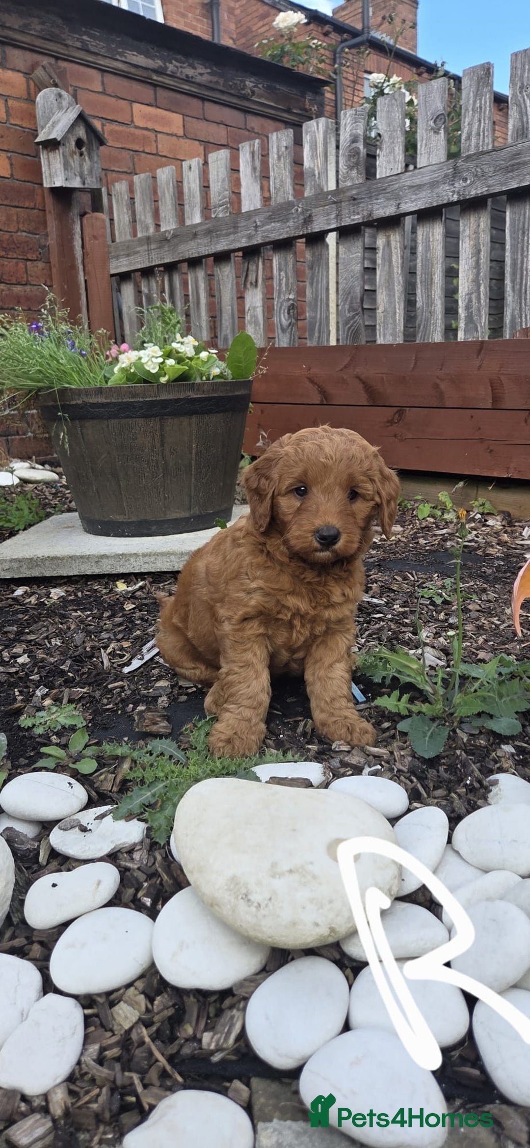 Cockapoo dogs for sale: Cockapoo f1b - Image 3