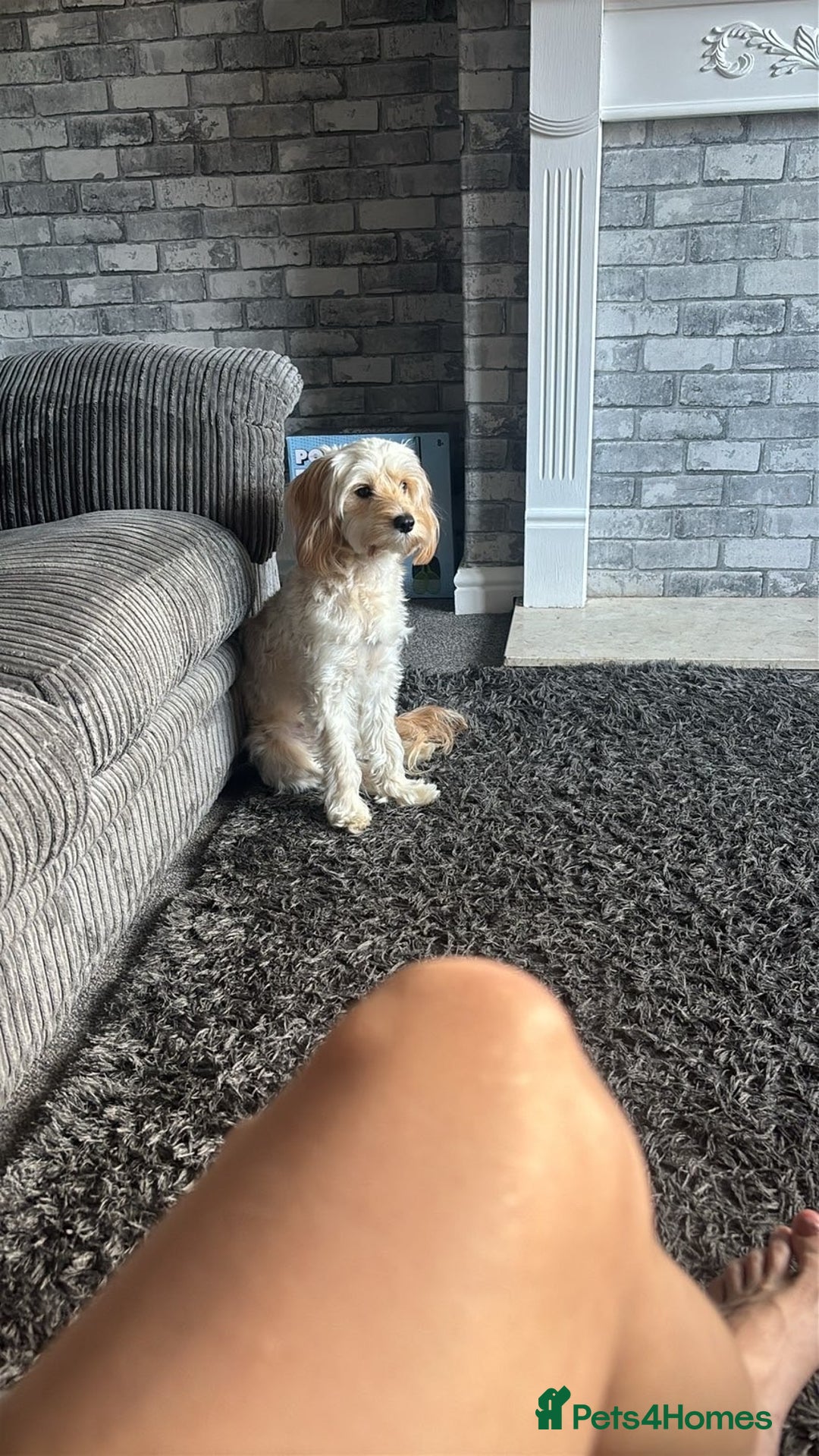 Cockapoo dogs for sale: Cockapoo  - Advert 3