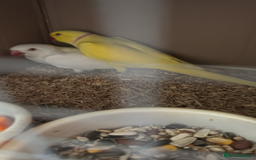 Ringnecks birds for sale: Proven Breeding pairs of ring necks - Image 14