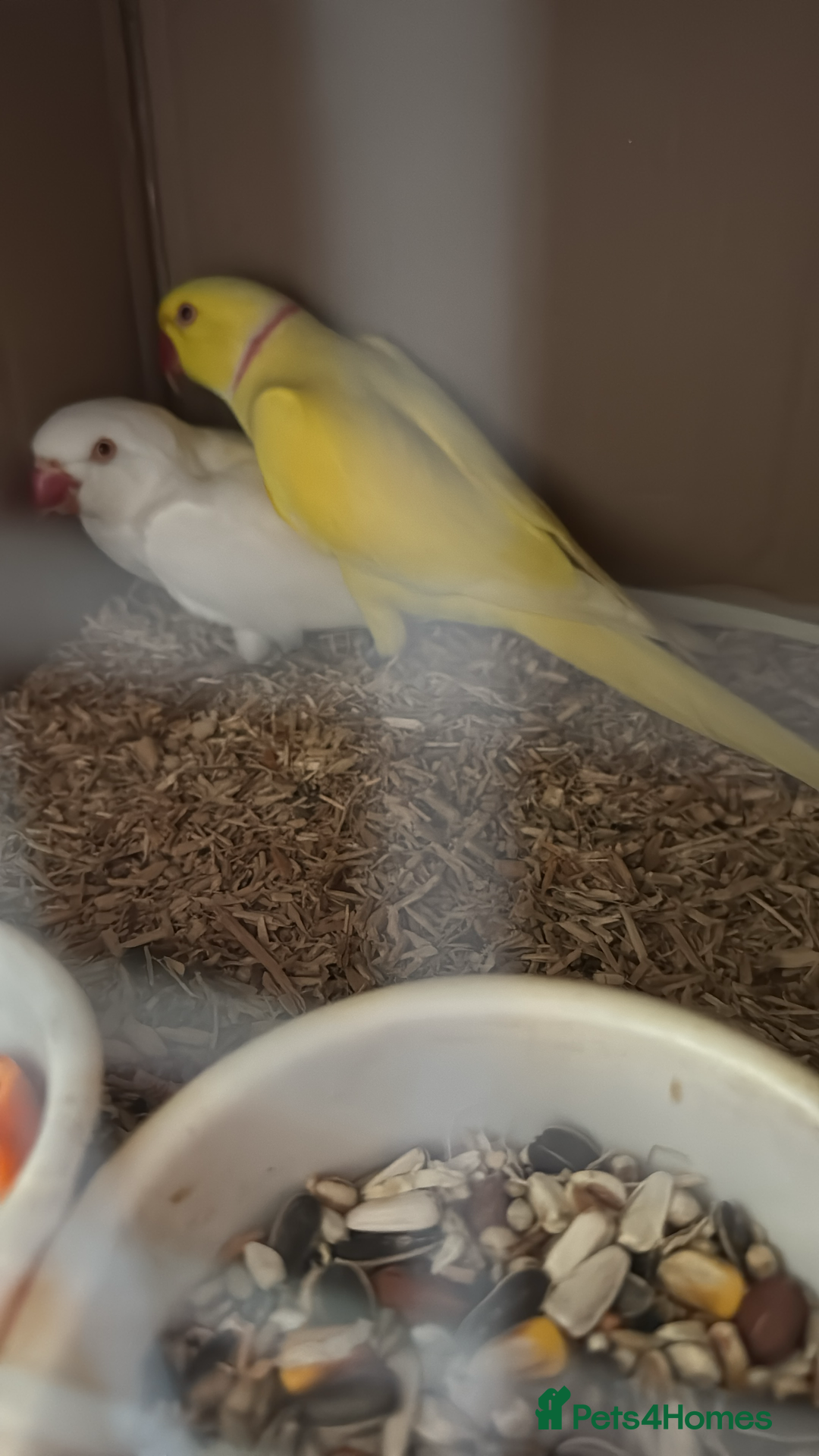 Ringnecks birds for sale: Proven Breeding pairs of ring necks - Image 14