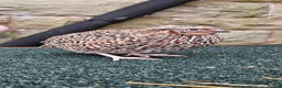 Quail poultry for sale: Japanese Quail – Young Birds Available - Advert 9