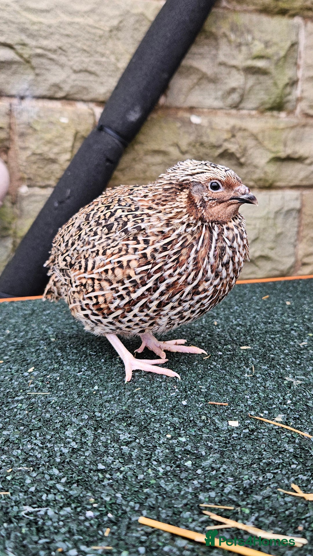Quail poultry for sale: Japanese Quail – Young Birds Available - Advert 9