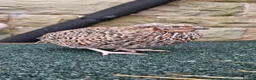 Quail poultry for sale: Coturnix Quail – Chicks, POL Birds & hatching eggs - Advert 24