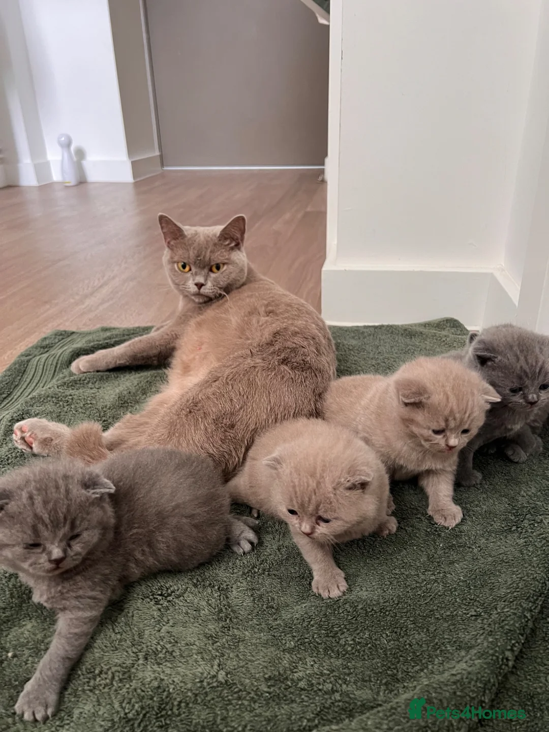 British Shorthair cats for sale: British shorthair kitten  - Advert 1
