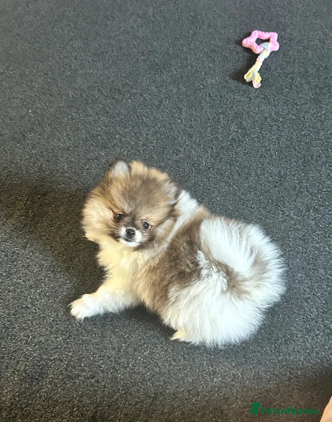 Pomeranian dogs for sale: Teddy bear Pomeranian  in Doncaster - Advert 2