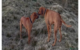 Rhodesian Ridgeback dogs for sale: 🦁KC RHODESIAN RIDGEBACKS PUPPIES🦁  - Image 17