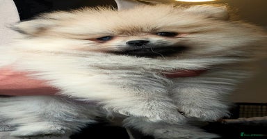 Pomeranian dogs - Advert 8