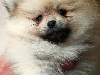 Pomeranian dogs - Advert 26