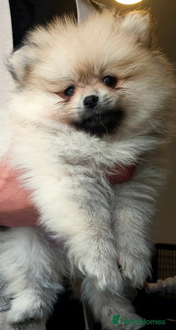 Pomeranian dogs - Advert 6