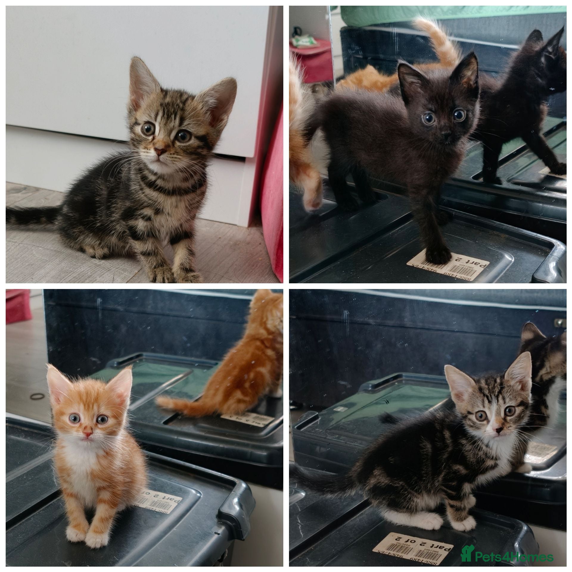 Mixed Breed cats 4 Beautiful kittens £100 each  - Advert 1