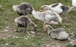 Geese poultry for sale: 6 weeks old mixed geese  - Image 1