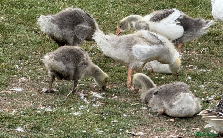 Geese poultry - Advert 1