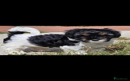 Lhasa Apso dogs for sale: Rare 5* Kyi-Leo Puppies ready for loving homes NOW - Image 16