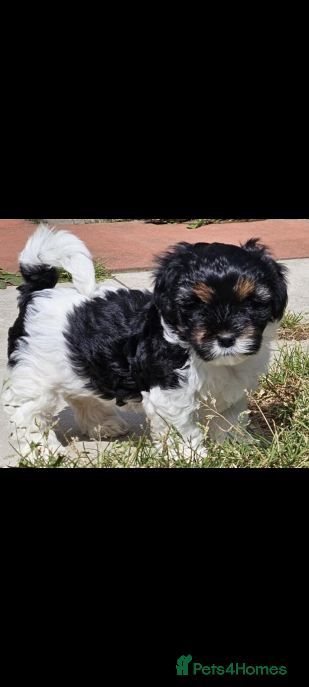 Lhasa Apso dogs for sale: Rare 5* Kyi-Leo Puppies ready for loving homes NOW - Image 16