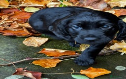 Cocker Spaniel dogs for sale: BLACK WORKING COCKER SPANIELS - Bitch and Dog - Image 17