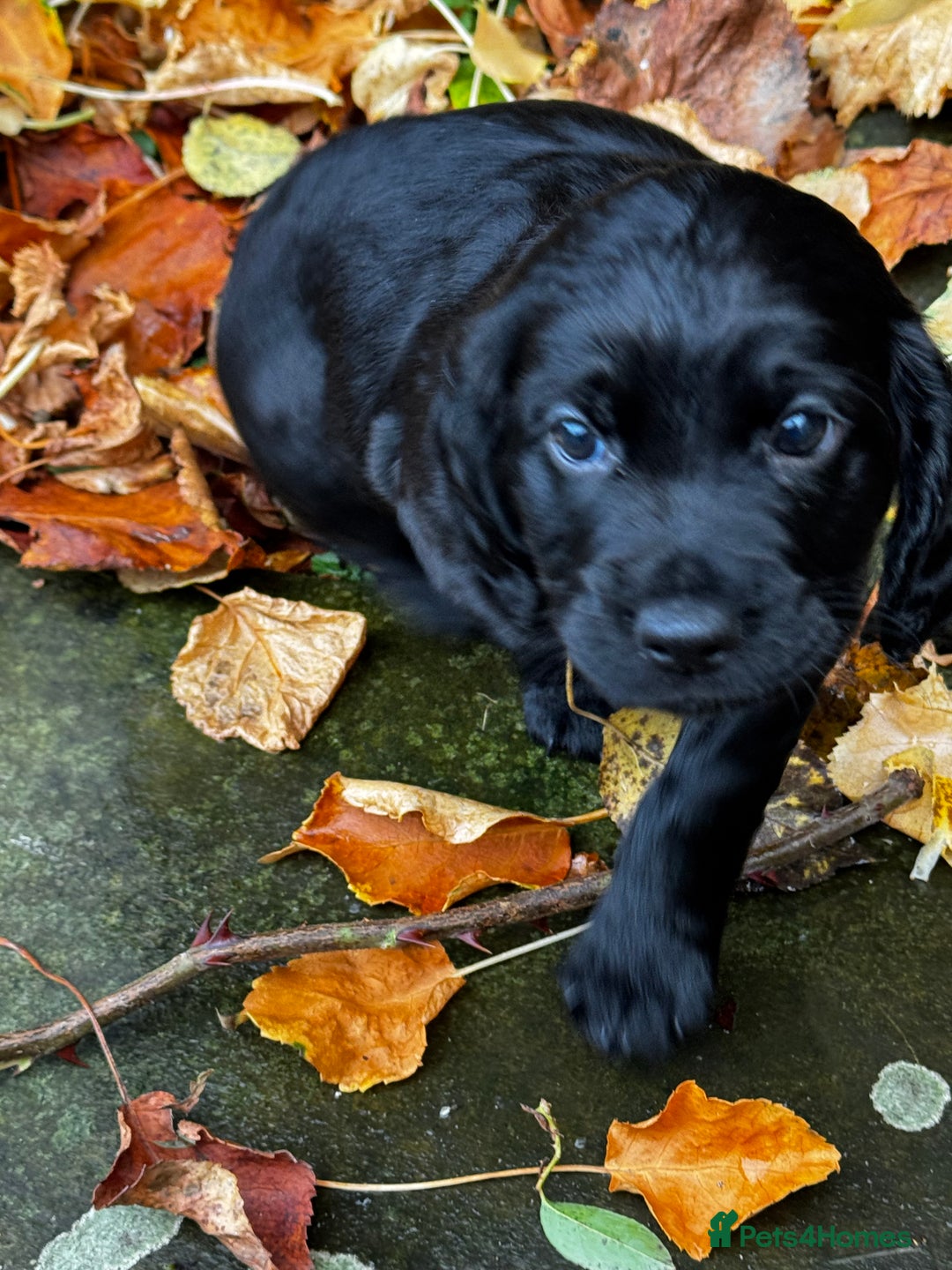 Cocker Spaniel dogs for sale: BLACK WORKING COCKER SPANIELS - Bitch and Dog - Image 17