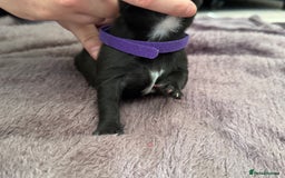 Staffordshire Bull Terrier dogs for sale: Staffys Puppies   25+ Champions ( Show Quality ) - Advert 19