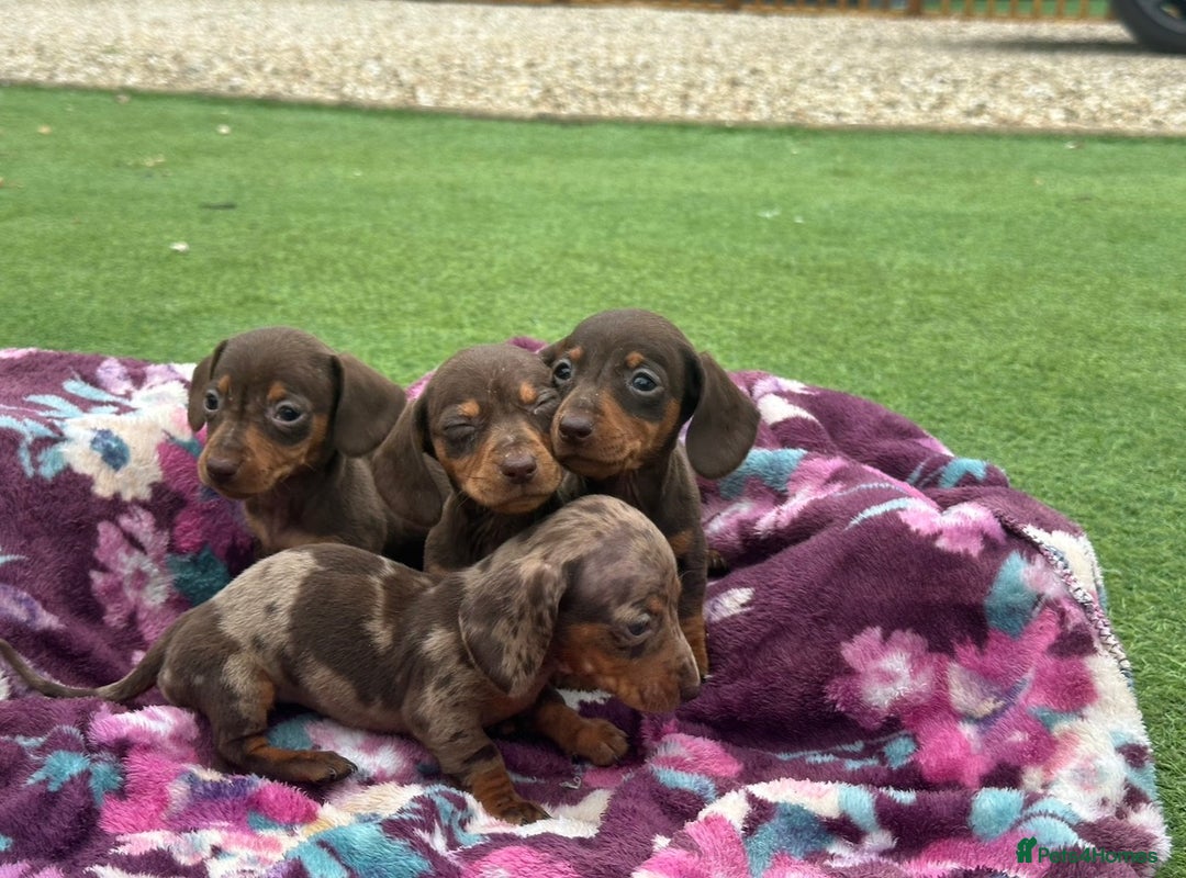 Miniature Dachshund dogs for sale: 6 mini dachshund puppies  - Image 5