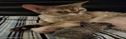 Devon Rex cats for sale: Two Devon Rex kittens for sale!!! - Advert 2