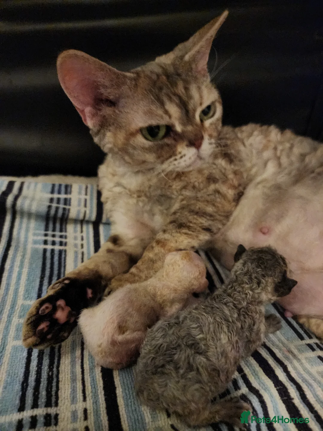 Devon Rex cats for sale: Two Devon Rex kittens for sale!!! - Advert 2