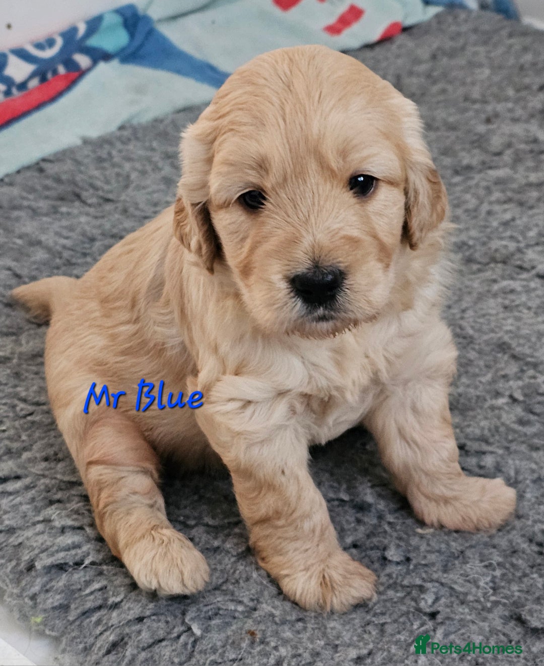 Goldendoodle dogs for sale: F1 Goldendoodle - Image 1