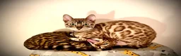 Bengal cats for sale: 2 beautiful benegal sisters  - Advert 4