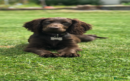 Cocker Spaniel dogs for sale: KC Pedigree Working Cocker Spaniel Puppies - Image 10