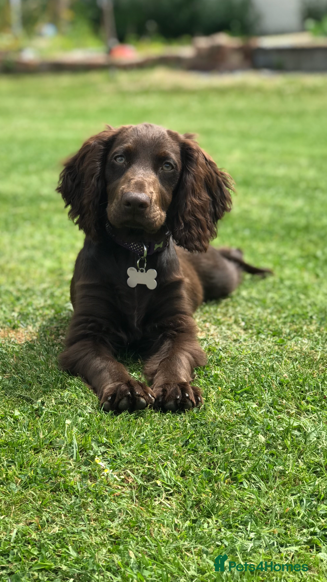Cocker Spaniel dogs for sale: KC Pedigree Working Cocker Spaniel Puppies - Image 10