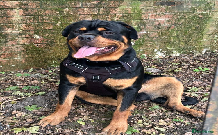 Rottweiler dogs - Advert 15