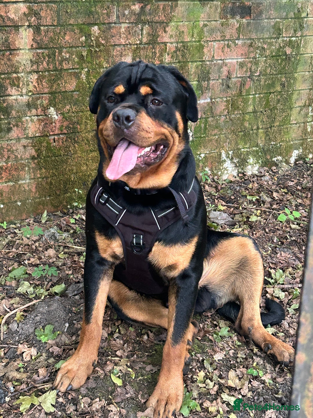 Rottweiler dogs for stud: Stunning solid male Rottweiler  - Image 1