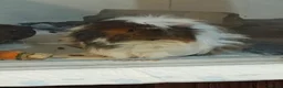 Guinea Pig rodents for sale: Lovely Guinea's  in Great Yarmouth - Advert 4