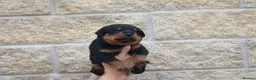 Rottweiler dogs for sale: Rottweiler Puppies  - Advert 16